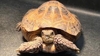 Keeping Russian horsfield tortoises in the UK  meeting Louie to rescue tortoisetortoisematters [upl. by Irvine521]