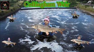 Barbel Fishing River Trent Collingham weir [upl. by Particia]