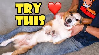 How I Take Care of My Senior Corgi  Dog Routine  Life After College Ep 767 [upl. by Rancell]