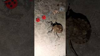 Brown marmorated stink biology biologist stinkbug SoundS 🦗🦗Video bhej nature view [upl. by Islaen667]