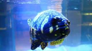 Monster Aquarium Fish  Giant Bumblebee Goliath Grouper quotEpinephelus lanceolatusquot [upl. by Atnoled467]