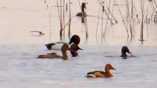 Canvasback Ducks Diving and Feeding [upl. by Nahtnaoj698]