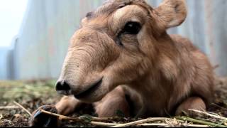 IFAW Russia  Saiga antelopes are rare creatures [upl. by Salohcim]