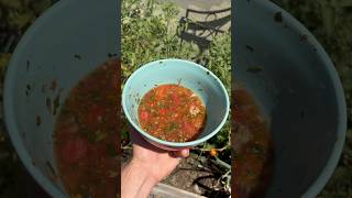 We Made Real Garden Salsa [upl. by Eilrak]