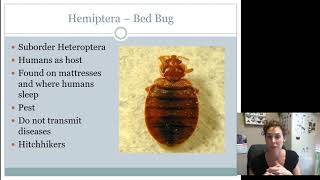 Hemiptera Heteroptera Juniors Intermediates AND Seniors [upl. by Wilfreda]