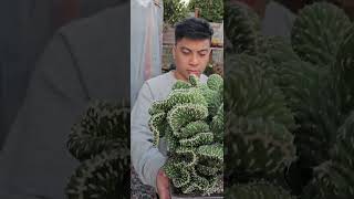 Extremely beautiful Opuntia Cylindrica Cristata dance video music plantmusic [upl. by Anaicul]