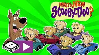 Whats New ScoobyDoo  Puppy Rescue  Boomerang UK [upl. by Gravante]