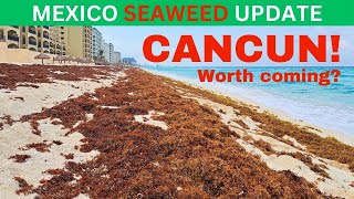 Sargassum in CANCUN HOTEL ZONE Seaweed Report  April 24 2024 seaweed sargassum mexico [upl. by Enileuqkcaj]