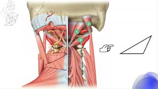 Triangulo suboccipital De Tillaux [upl. by Sane]