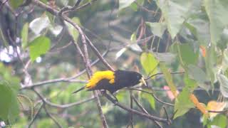 display of Yellowrumped Cacique [upl. by Nahgiem]