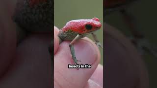 PART 3  Poison Dart Frog  Tiny Toxic  Rainforest Defense  Colorful Warningquot Amazon Frog [upl. by Sinnek]