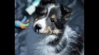 Sheltie Rescue  Cries of the Forgotten [upl. by Jem]