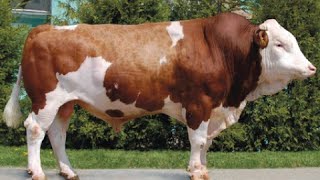 FleckviehSimmental bulls [upl. by Drye]