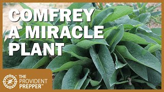 How to Propagate Grow and Use Comfrey [upl. by Lemuelah]