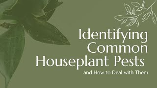 Houseplant Health 101 A Guide to Identifying and Conquering Common Houseplant Pests [upl. by Amalie]