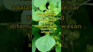 Tumbuhan herbal Antinganting  Acalypha indica ilmupengetahuan shortvideo shorts [upl. by Wilkison225]