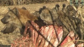 Hyenas amp Vultures Natures CleanUp Crew [upl. by Durrell943]