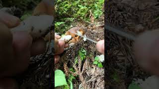 Eating wild fried chicken mushrooms clustered domecaps in June [upl. by Yssirk530]