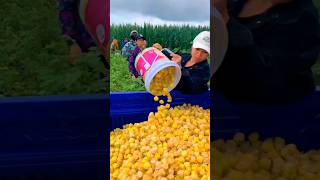 Harvesting Golden Berry  Physalis peruviana fruit plants farming [upl. by Nelrac392]