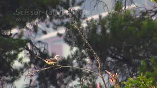 Scissor tailed Flycatcher 1 [upl. by Ylil600]