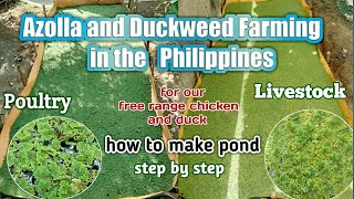 Azolla amp Duckweed Farming in the PHILIPPINES for Free range Poultry luckymaedelicano2425 [upl. by Welsh537]