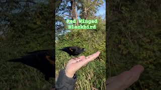 Redwinged Blackbird naturalwonder baby birds love nature [upl. by Nabroc]