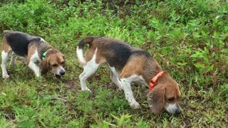 Skyviews Beagles Training For Northern WV Beagle Club AKC Gun Dog Brace Trial [upl. by Cummins]