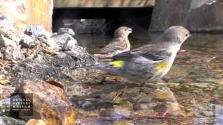 Close Up Of YellowRumped Warbler At NHM Wildlife Gardens [upl. by Eirellav506]