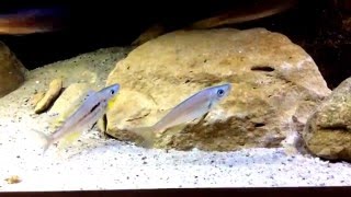 Benthochromis Males [upl. by Janine]