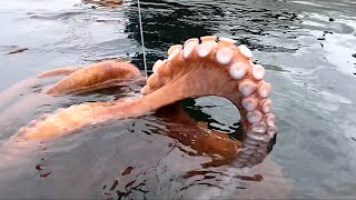 Amazing Giant Octopus Fishing Catch Skill  Amazing Big Catching on the Sea [upl. by Anafetse]