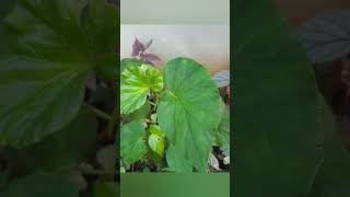 Begonia plants for sale  9497627289 achusgarden begonias shorts youtubeshorts [upl. by Godbeare415]