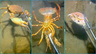 Diving to catch seafood lobster crab octopus fish sea cucumber Part 2  December 3 [upl. by Notxam532]