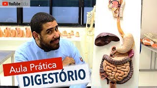 Sistema Digestório 55 Aula prática com Wedson Vilanova  Anatomia etc [upl. by Ahseneuq]