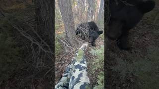 He’s just a curious little guy 😁 bear outdoors hunting camoflage woods blackbear wildlife [upl. by Mitchael]