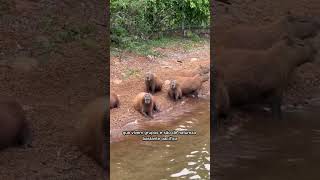 Capivara  O maior roedor do mundo capivara shorts [upl. by Nivram]