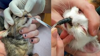 Removing Cuterebra From Cats Compilation  Paws Addict [upl. by Aicilaf]