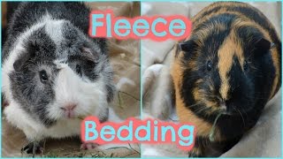 Guinea Pigs Try Out Fleece Bedding For The First Time [upl. by Einyaj180]