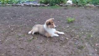 Cute Rough Collie puppy playing catch with rabbit [upl. by Ococ456]