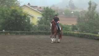 Second Level Dressage [upl. by Danialah83]