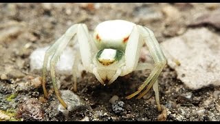 Into The Wild Finding Misumena vatia [upl. by Neelat]