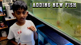 🐟Adding new fish in Peacock bass tank SimbaaVlogs [upl. by Ginsberg]