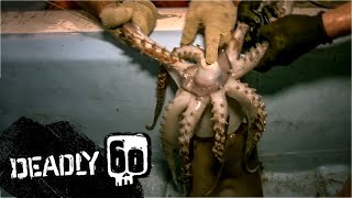 Can Steve Find The Rare Humboldt Squid  Deadly 60  BBC Earth Kids [upl. by Dodd]