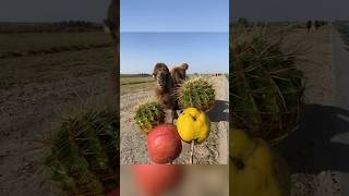 camel is eating cactus and apple [upl. by Janus152]