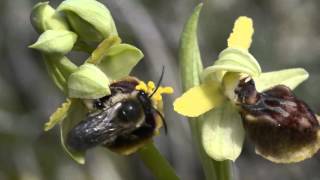 Le pollinisateur Colletes cunicularius sur lOrchidée Ophrys occidentalis [upl. by Oizirbaf742]