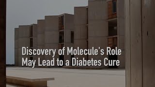 Discovery of Molecules Role May Lead to a Diabetes Cure [upl. by Tamas529]