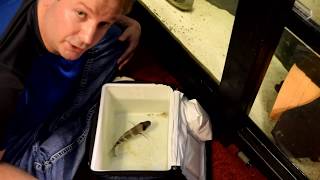 Big Frontosa Cichlid Breeding Comeback [upl. by Tabbie]