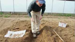 Planting Asparagus [upl. by Vikki]