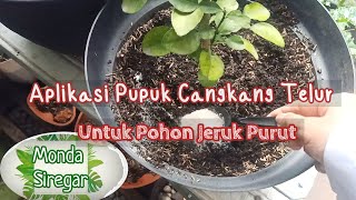 Perawatan Tanaman Jeruk Purut Dan Lainnya Dengan Pupuk Organik Cangkang Telur Supaya Subur [upl. by Bennink418]