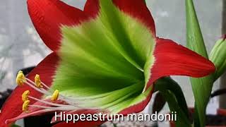 HippeastrumAmaryllis varieties and types [upl. by Enyawud]