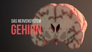 Nervensystem Teil 2 – Struktur und Funktionsweise des Gehirns [upl. by Yleoj]